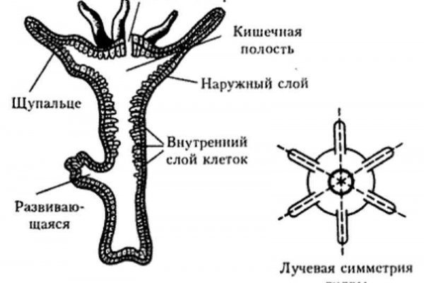 Биткоин банк блэкспрут